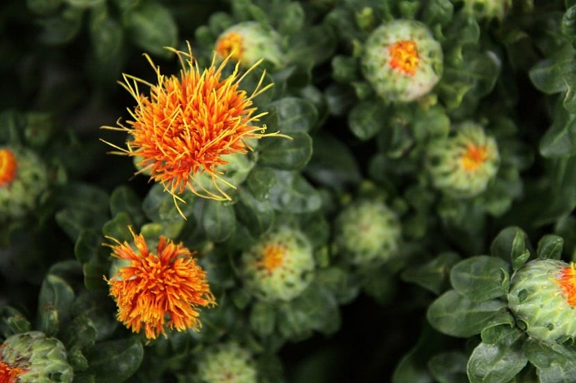 Flores abiertas y cerradas de cártamo de color naranja