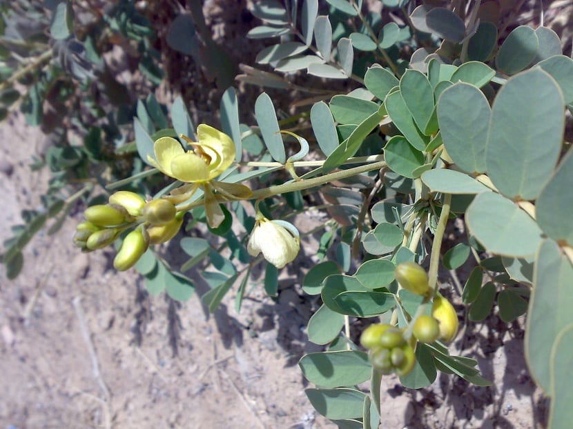 Cassia obovata (Senna italica): la planta y la henna neutra