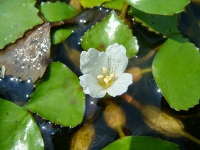 Flor blanca de la castaña de agua