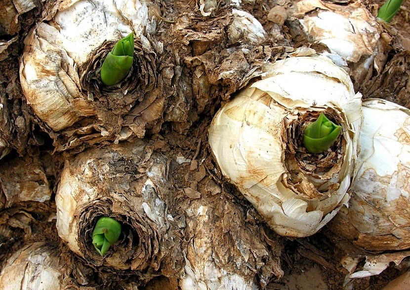 Bulbos de Drimia maritima emergiendo del suelo con las varas florales empezando a subir