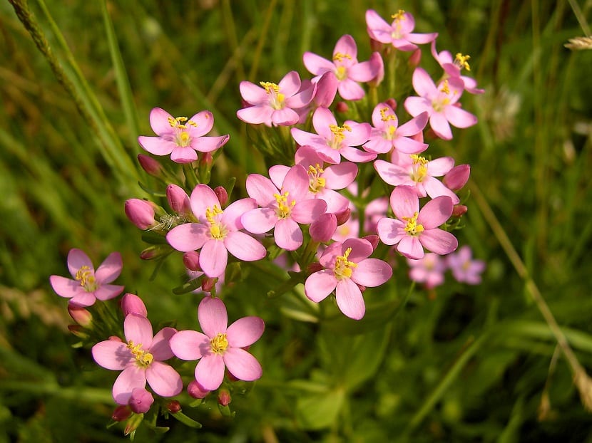 Centaura menor (Centaurium erythraea): identificación y usos