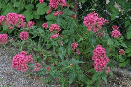 Matas de Centranthus ruber creciendo junto a una alambrada