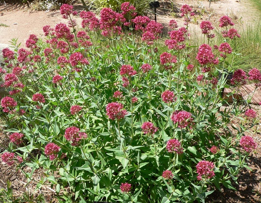 Centranthus ruber: la valeriana roja de muros y jardín seco