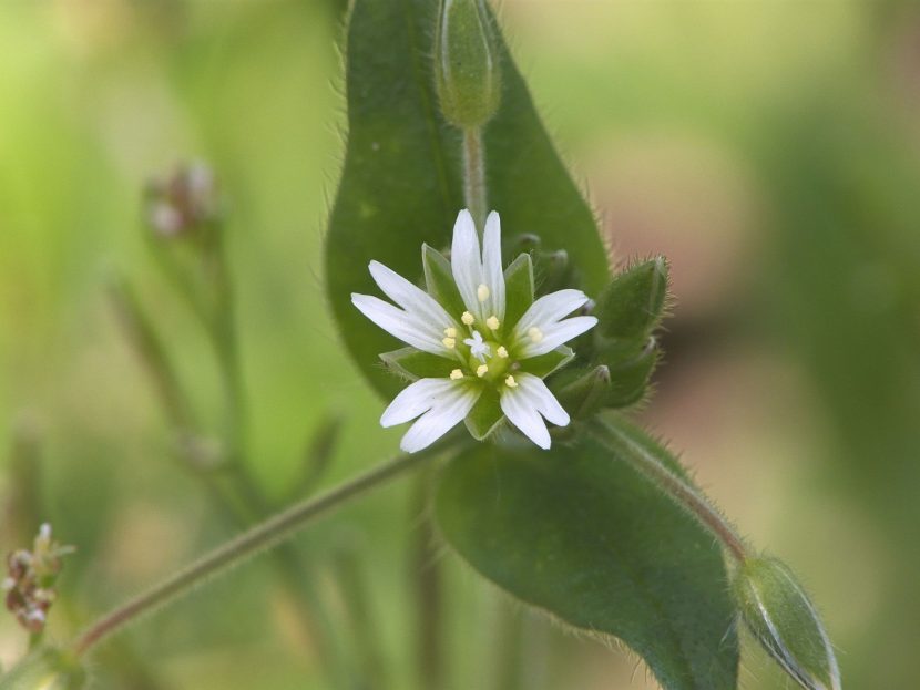 Flor blanca abierta de Cerastium fontanum