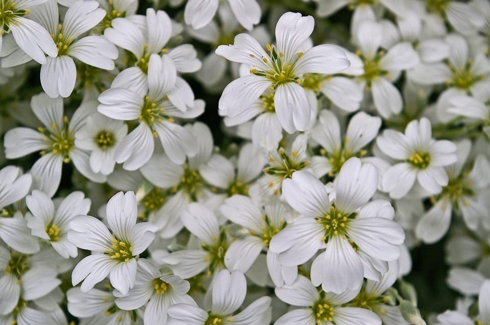 Cerastium tomentosum: la nieve de verano en taludes