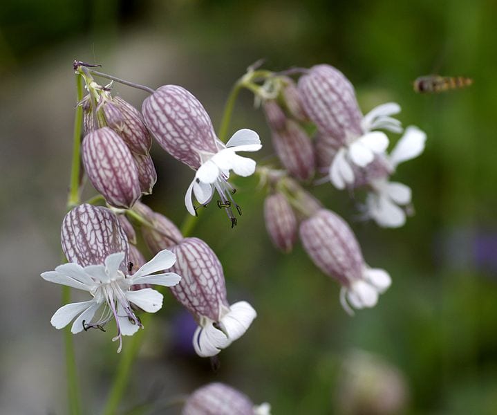 Mata de colleja, Silene vulgaris, con hojas opuestas de tono glauco