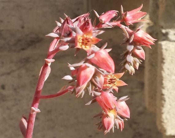 Flor acampanada naranja de una Echeveria en la vara floral
