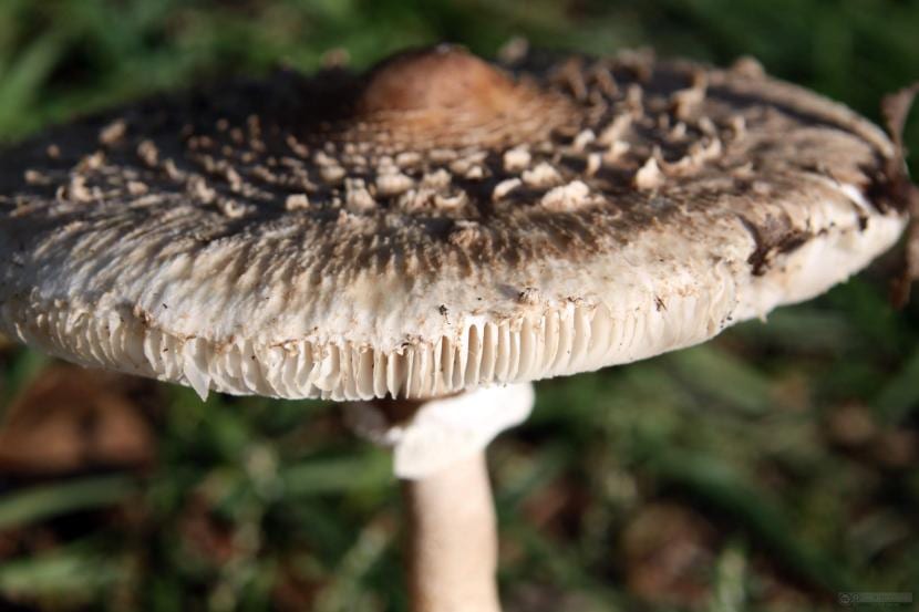 Parasol (Macrolepiota procera): qué es y con qué se confunde