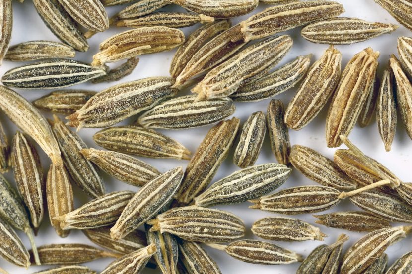 Frutos secos de comino listos para almacenar