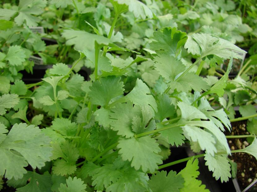 Cómo cuidar el cilantro y evitar que se suba a flor