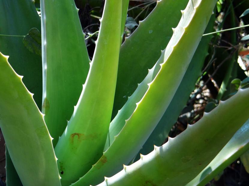 Cuidados del aloe vera: luz, riego y sustrato