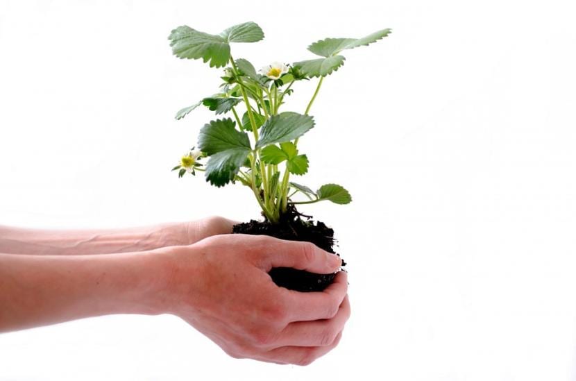 Cómo plantar fresas en casa, en maceta o jardinera