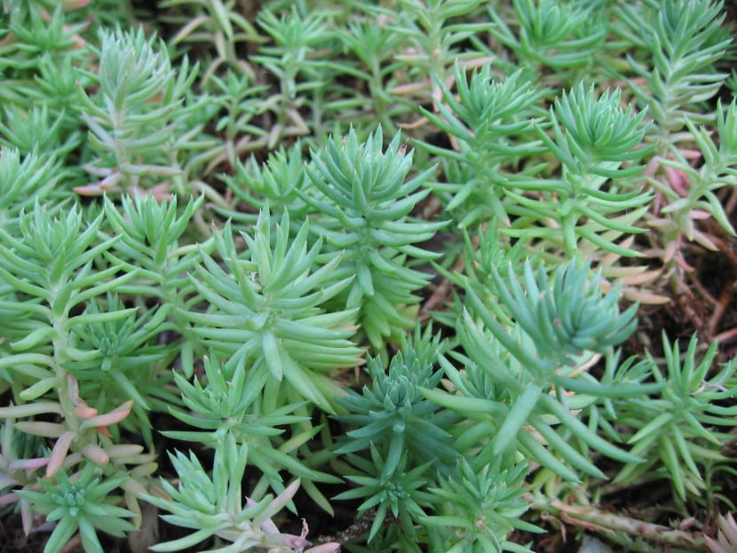 Mata de Sedum reflexum con hojas aciculares glaucas