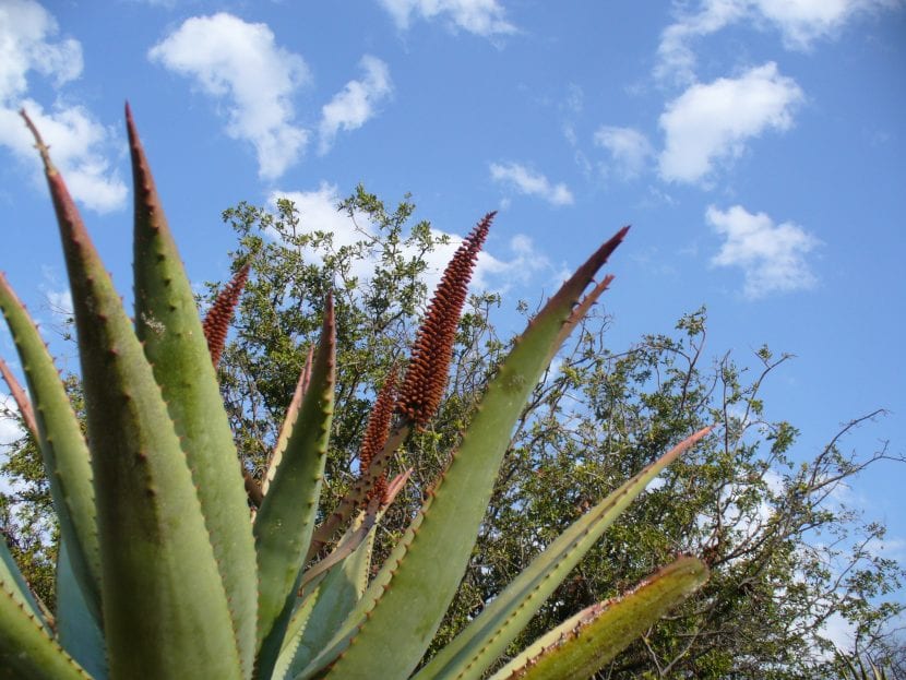 Inflorescencia ramificada de Aloe ferox con flores naranjas