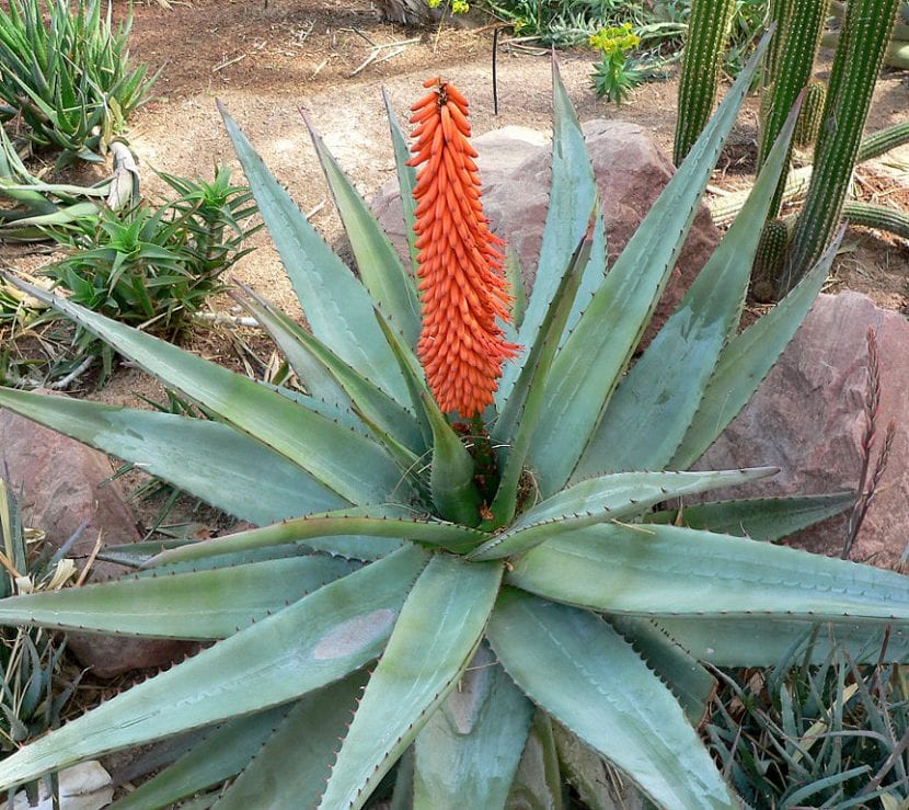 Ejemplar adulto de Aloe ferox con tronco cubierto de hojas secas
