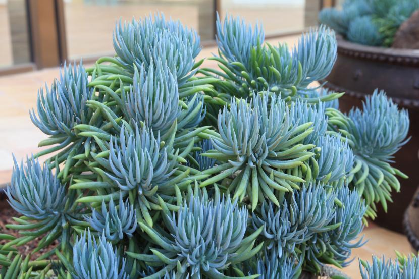 Senecio mandraliscae de hojas cilíndricas azuladas en rocalla