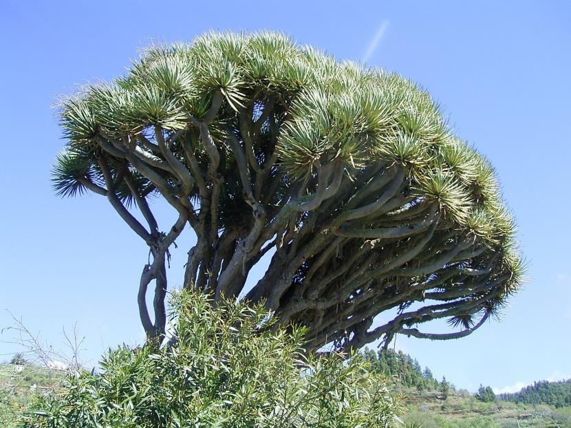 Drago de Canarias: edad, sangre de drago y cultivo