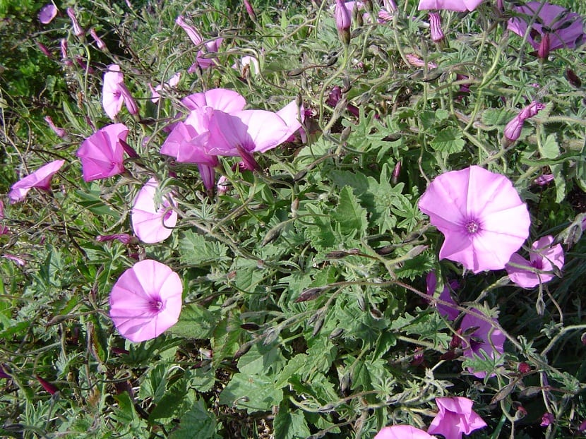 Convolvulus althaeoides: bonita pero invasora