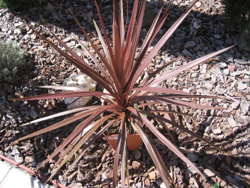 Cordyline australis Red Star con hojas purpúreas en roseta