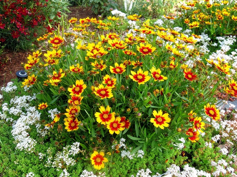 Macizo con flor amarilla en un jardín