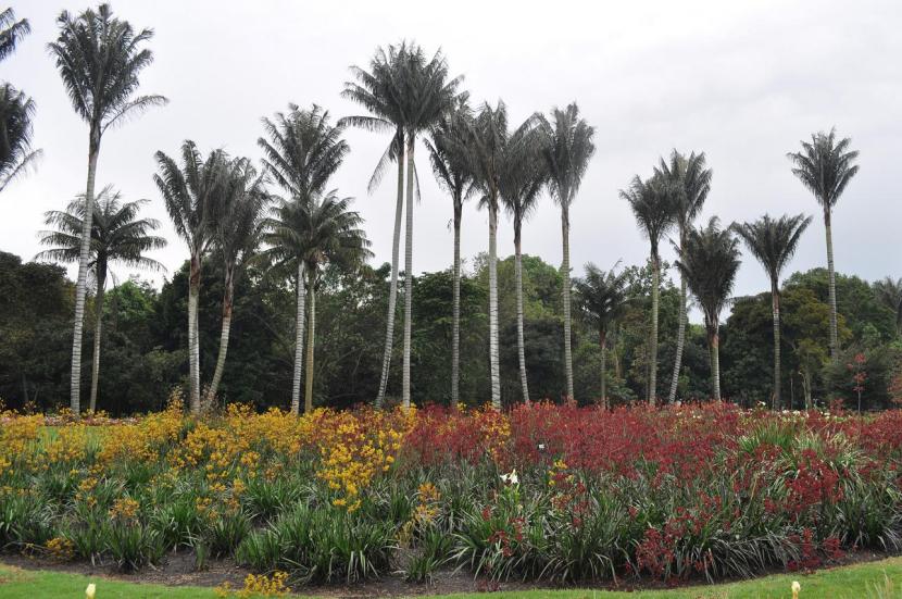 Palmeras de cera del género Ceroxylon, árboles sin madera verdadera