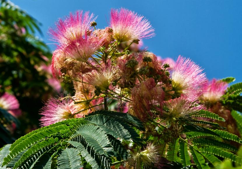 Ocho cosas ciertas sobre las plantas, y por qué ocurren