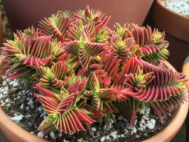 Crassula capitella Campfire con hojas rojas apiladas en rosetas