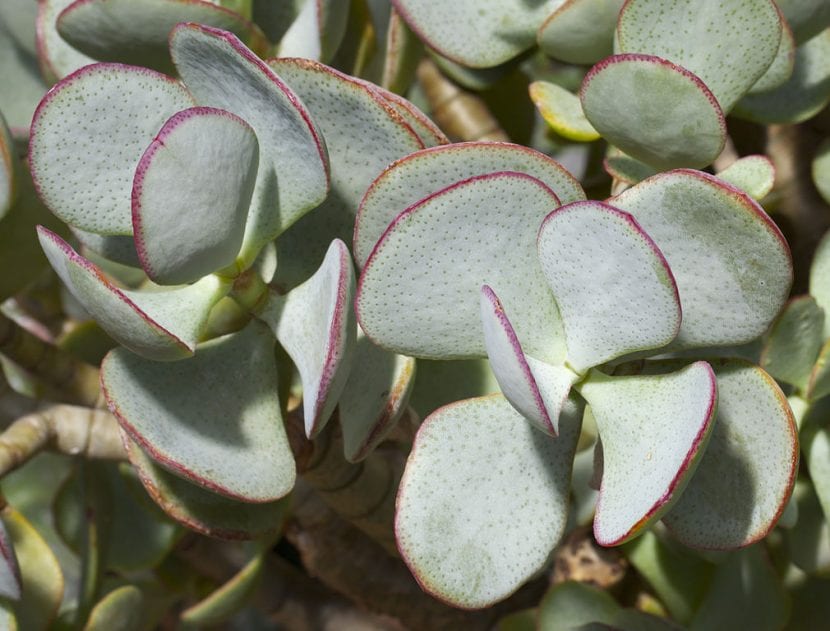 Ejemplar de Crassula arborescens con hojas redondeadas de color glauco