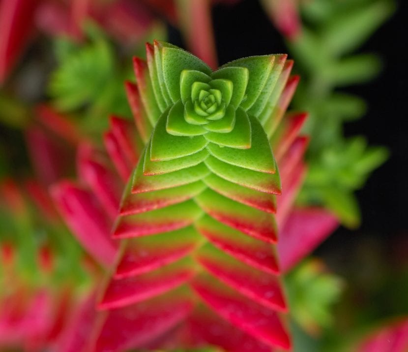 Crassula capitella con rosetas apiladas de hojas triangulares