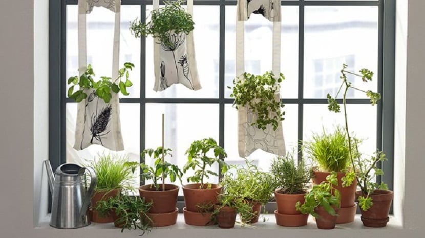 Jardín de ventana: medir la luz y elegir las plantas