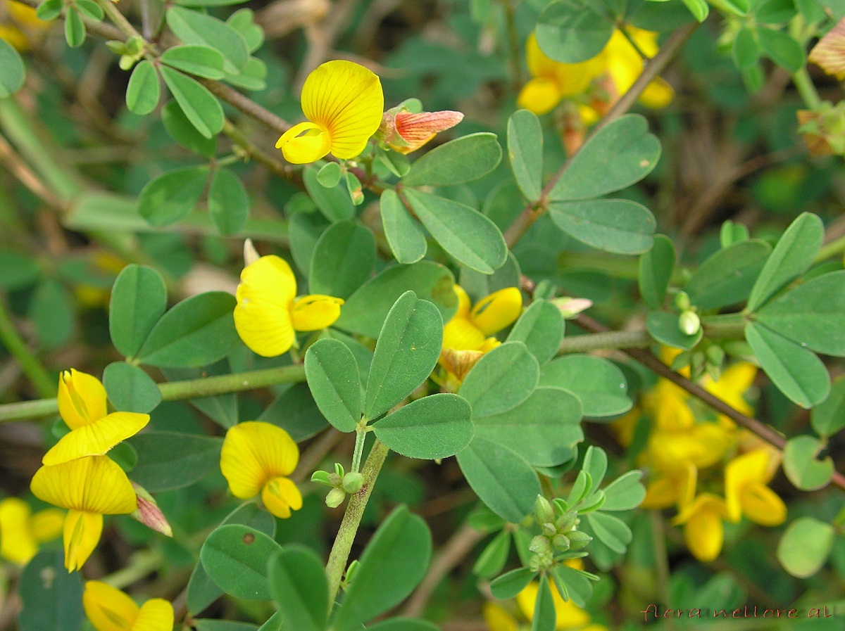 Arbusto de Crotalaria con hojas verdes y flores amarillas