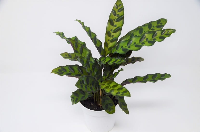 Calathea lancifolia (Goeppertia insignis): cuidados
