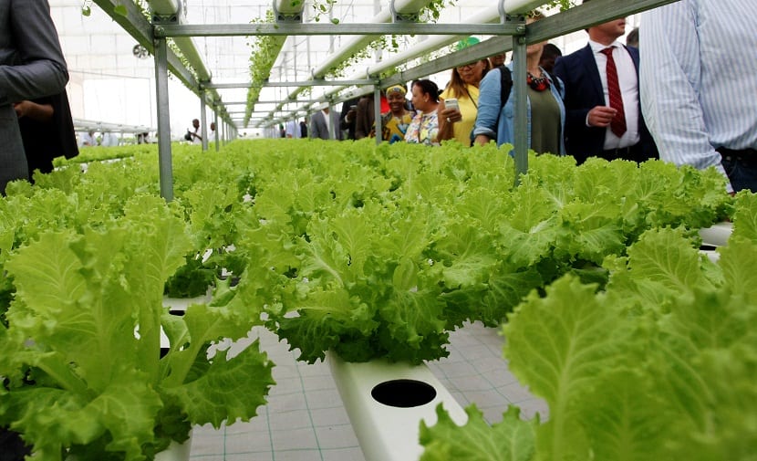 Cultivo hidropónico de lechugas en canales con solución nutritiva