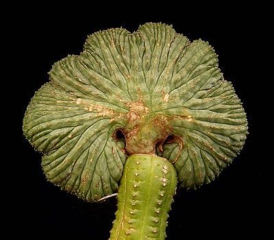 Cactus injertado sobre patrón