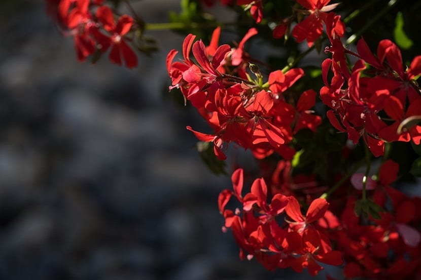 Cuándo florecen las plantas y qué dispara la floración