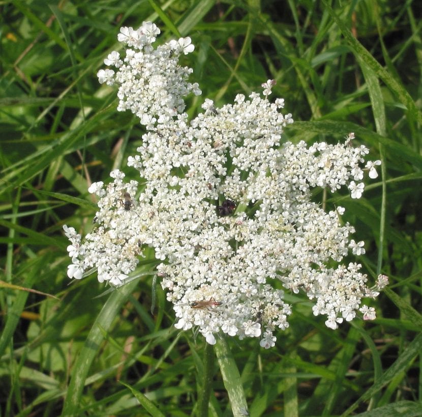 Umbelas en flor de la planta de anís o matalauva