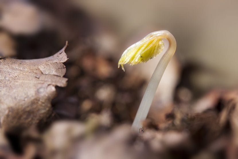 Plantín recién germinado