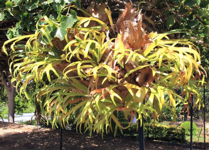 Ejemplar de Platycerium bifurcatum con sus frondes bifurcadas colgantes