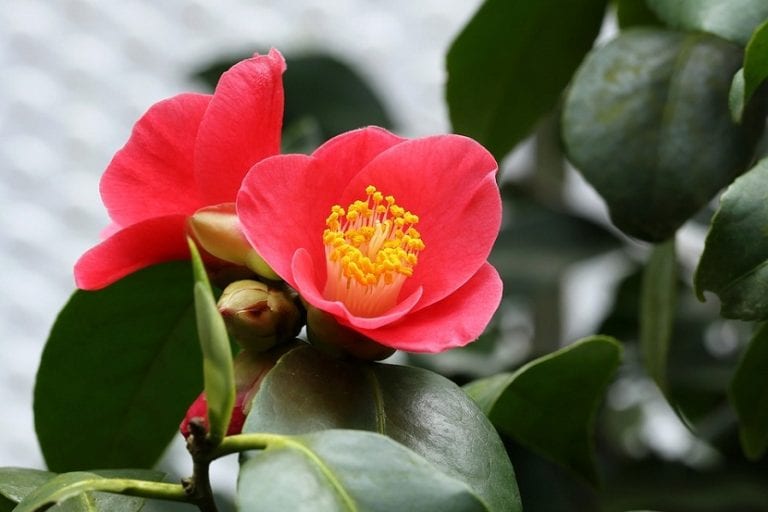 Camelia en flor