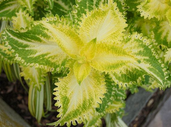 Plantas variegadas: cuidados, luz y por qué revierten
