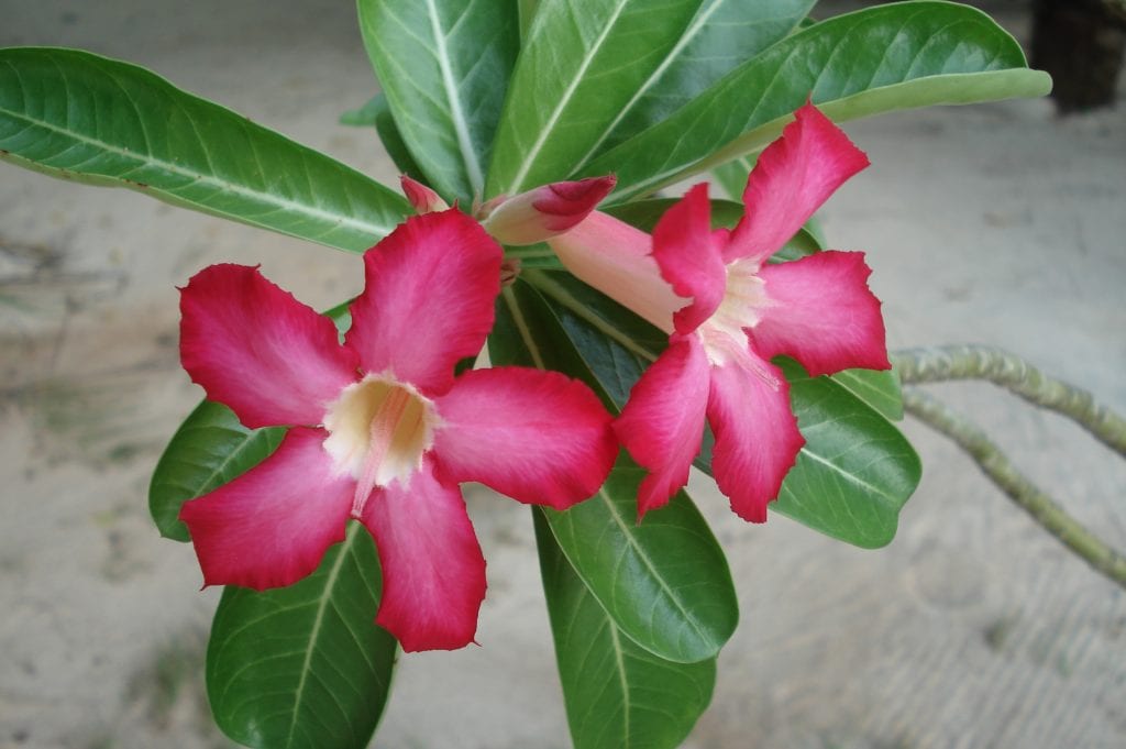 Rosa del desierto (Adenium obesum): cultivo y riego