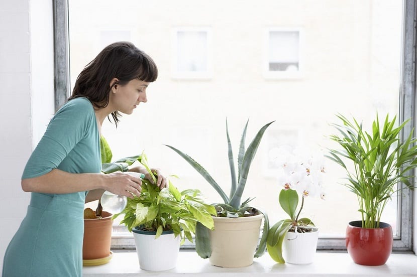 Cuidar las plantas: observarlas es el verdadero cuidado