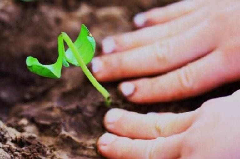 Revisión periódica de las plantas de casa