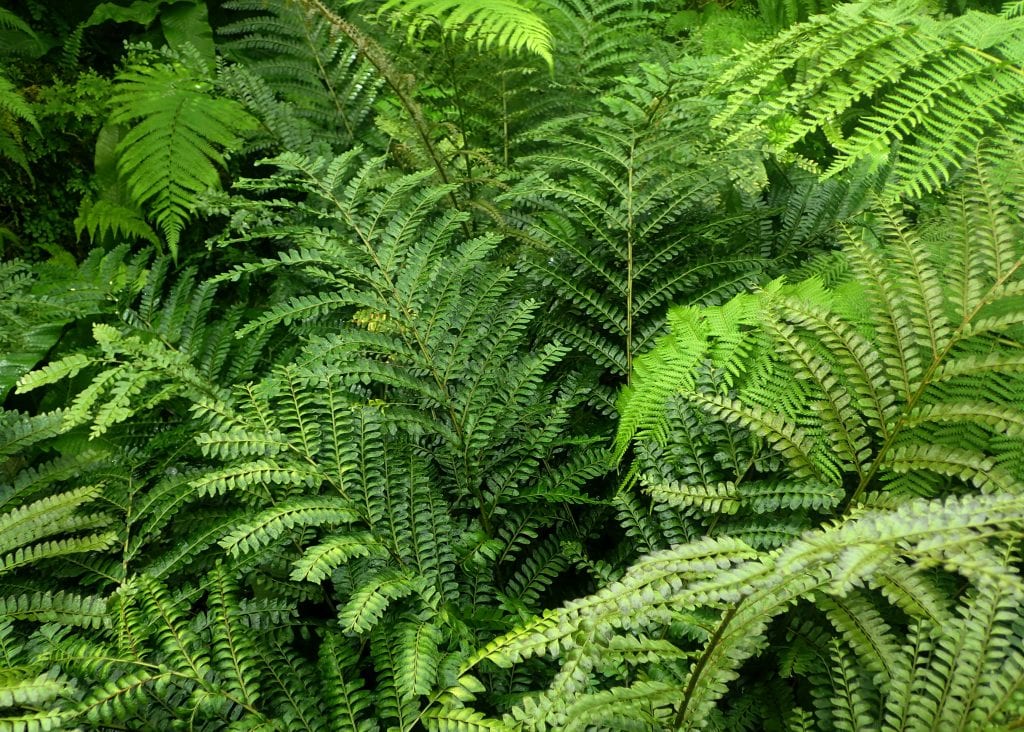 Culantrillo de caoba y culantrillos: cultivo del Adiantum