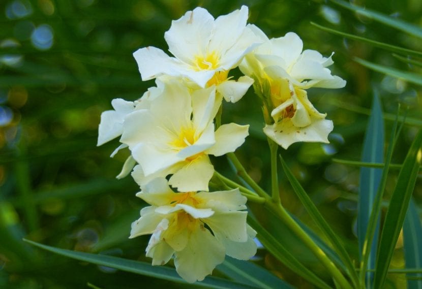 Flor amarilla de adelfa, arbusto tóxico muy usado en jardinería mediterránea