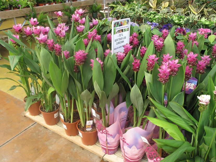 Inflorescencias rosadas de Curcuma alismatifolia en maceta
