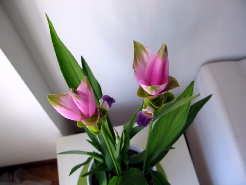 Brácteas rosadas de tulipán de Siam