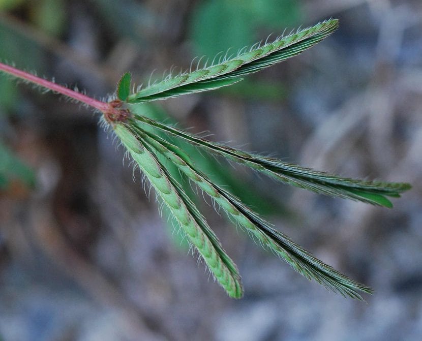 Hojas plegadas de Mimosa pudica, la mimosa sensitiva