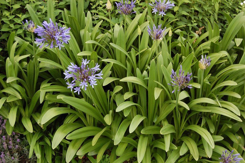 Umbela azul de Agapanthus en plena floración