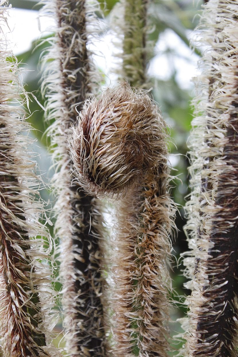 Báculo de Cyathea tomentosissima cubierto de escamas y pelos dorados